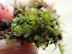 Riccardia chamedryfolia