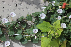 Ipomoea purpurea