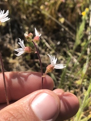 Lithophragma affine