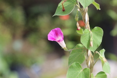 Ipomoea purpurea