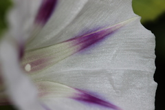 Ipomoea purpurea