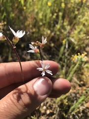 Lithophragma affine