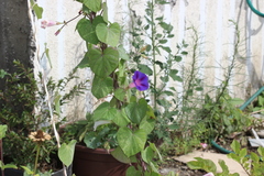Ipomoea purpurea