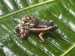 Lowland Tropical Bullfrog photo 3