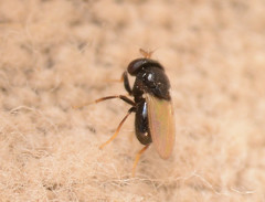 Discomyzinae