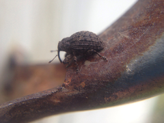 Eubulus