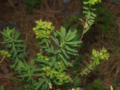 Tithymalus