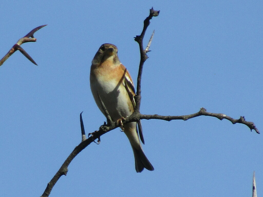 Pinson du Nord