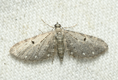 Eupithecia dealbata