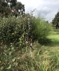 Argiope aurantia image