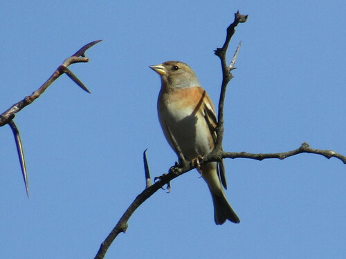 Bergfink (Fringilla montifringilla)