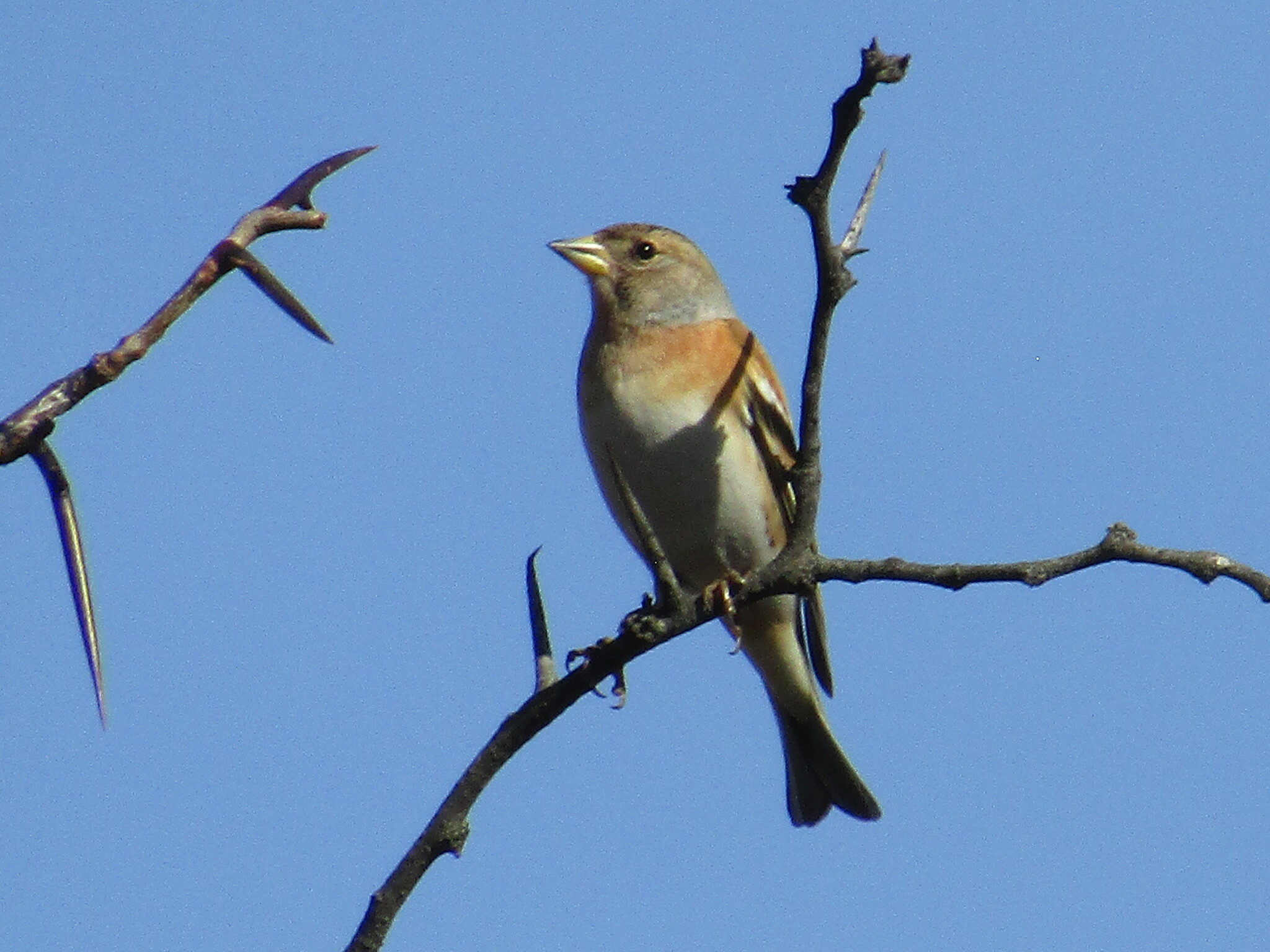 Brambling (Fringilla montifringilla)