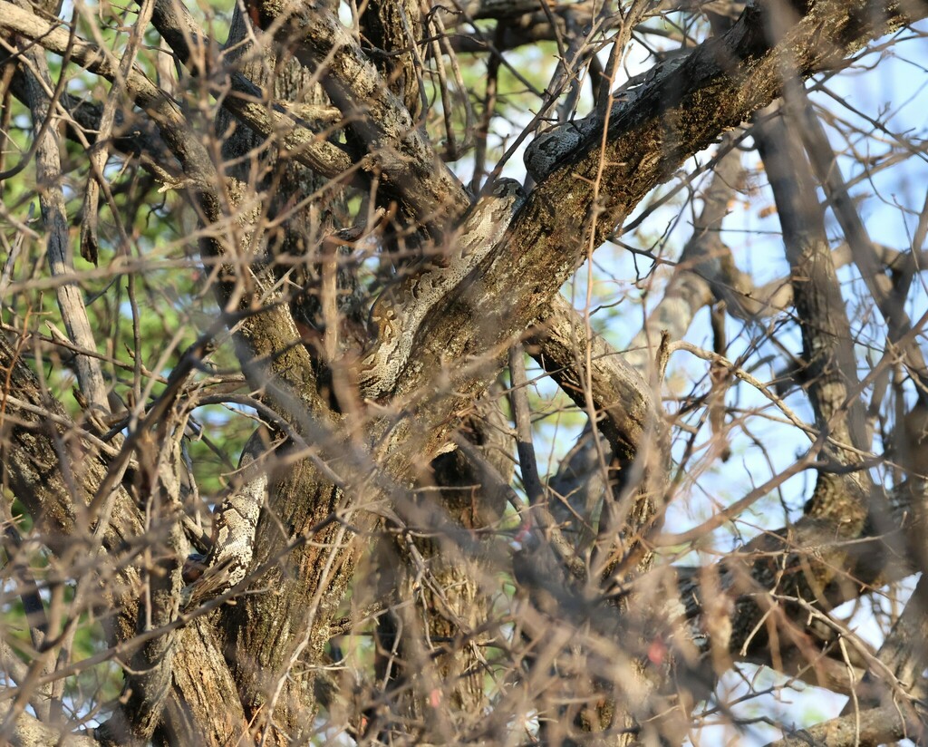 Southern African Python from Mokuti Lodge, Namibia on November 12, 2023 ...