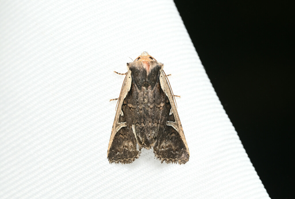 Hemiglaea radiata