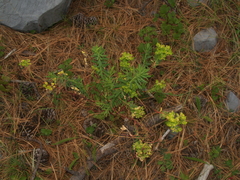 Tithymalus