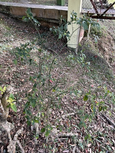 Foto de Malagueta