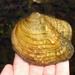 Monkeyface Mussel - Photo (c) m_ignoffo, some rights reserved (CC BY-NC), uploaded by m_ignoffo