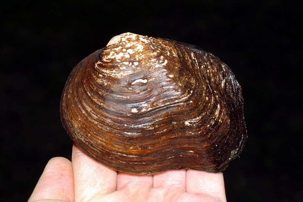 Plain Pocketbook (Canaiad's Freshwater Mussels of Canada) · iNaturalist