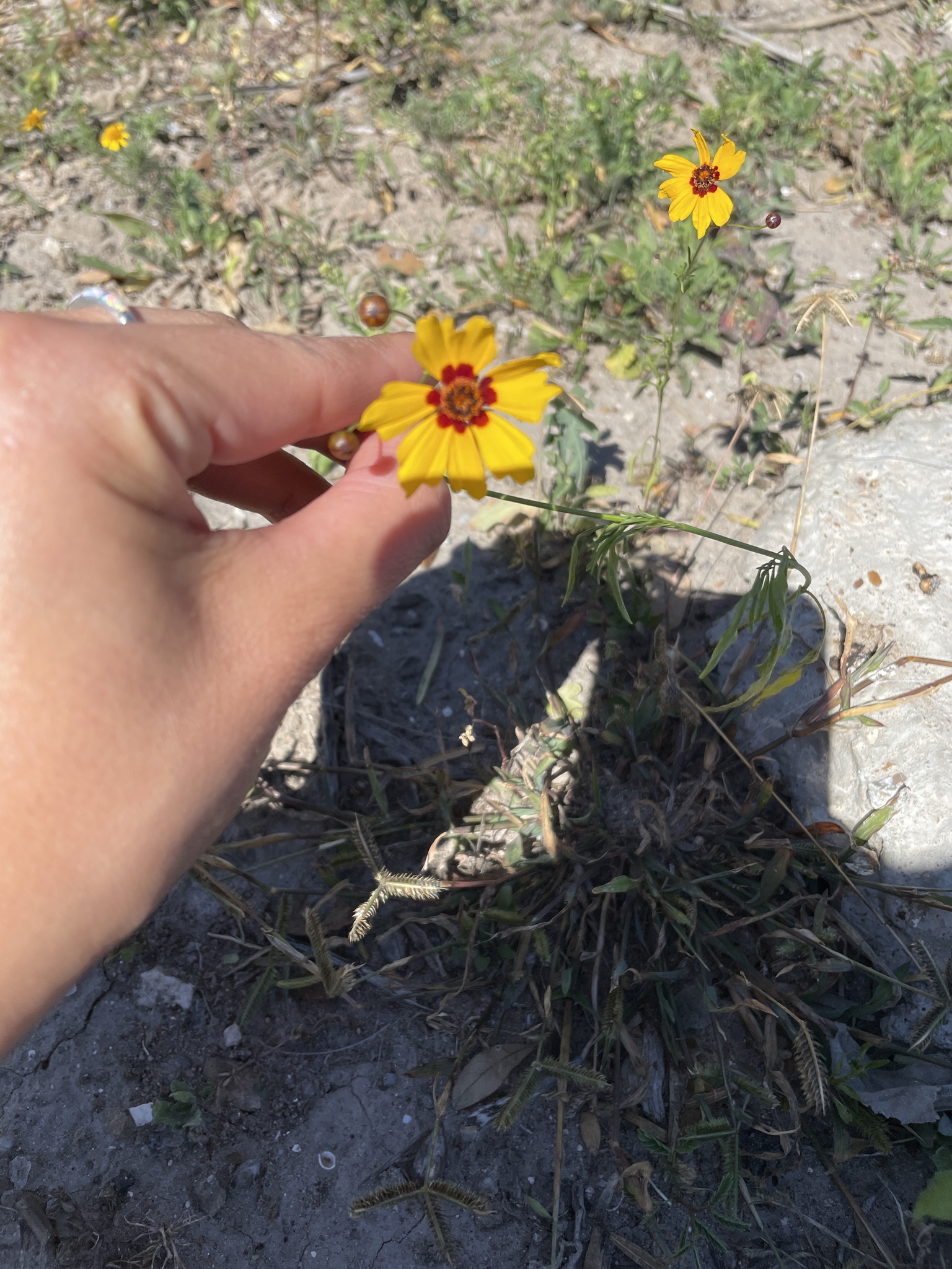 Imagem de Margarida-dourada