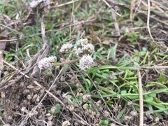 Lomatium linearifolium