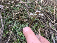 Lomatium linearifolium