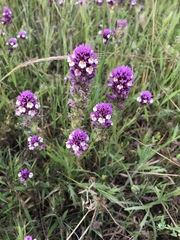 Castilleja densiflora gracilis