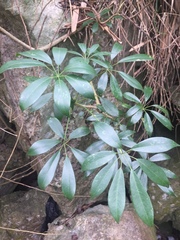 Schefflera