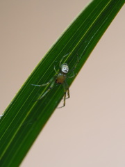 Bijoaraneus