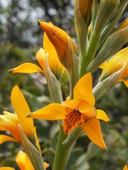 Chloraea chrysantha