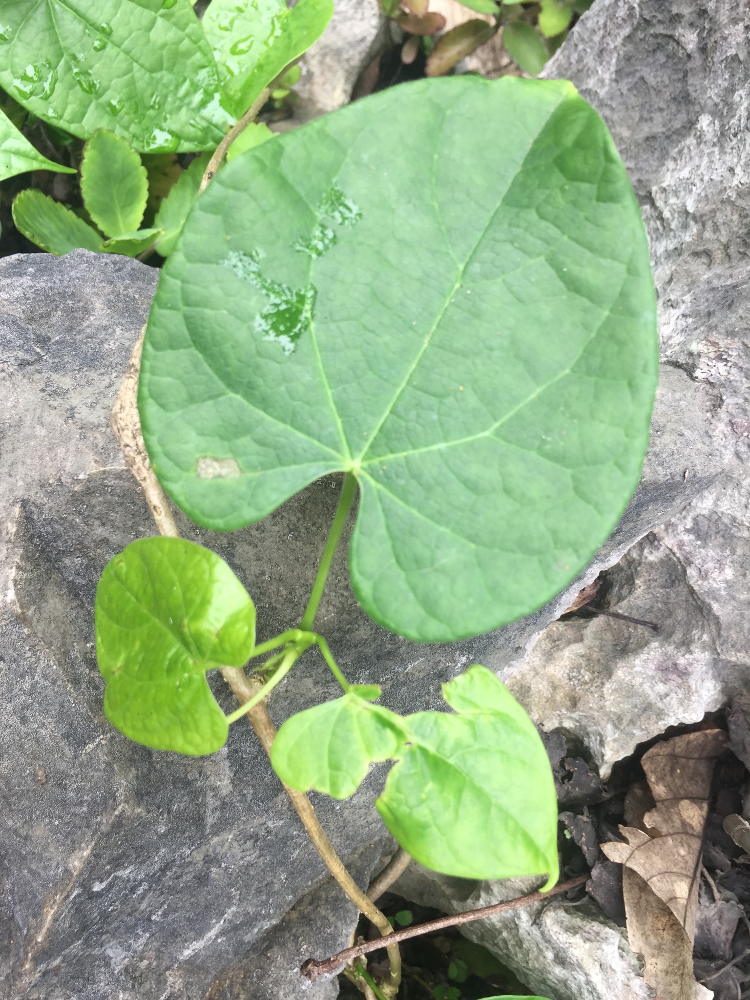 Dây đau xương (Tinospora sinensis)