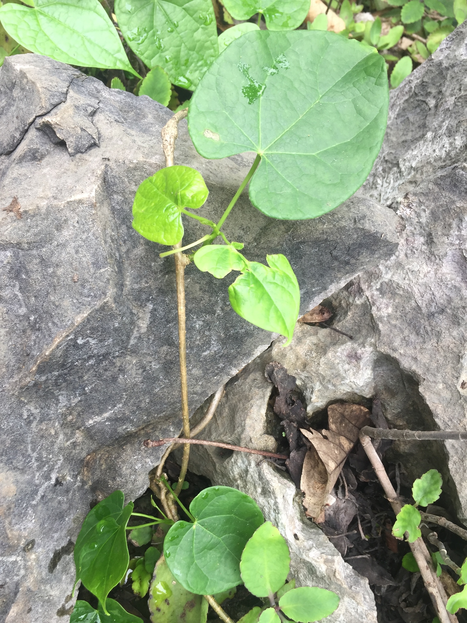 Dây đau xương — ảnh 2