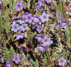 Phacelia fremontii
