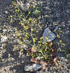 Eriogonum pusillum