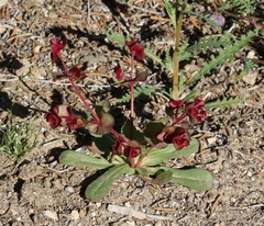 Eriogoneae