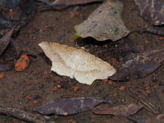 Krananda falcata
