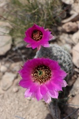 Echinocereus reichenbachii