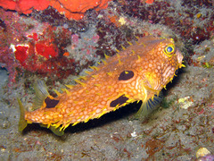 Web Burrfish photo 2