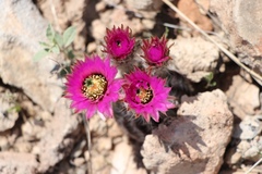 Echinocereus reichenbachii