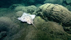 Arctic Skate photo 3
