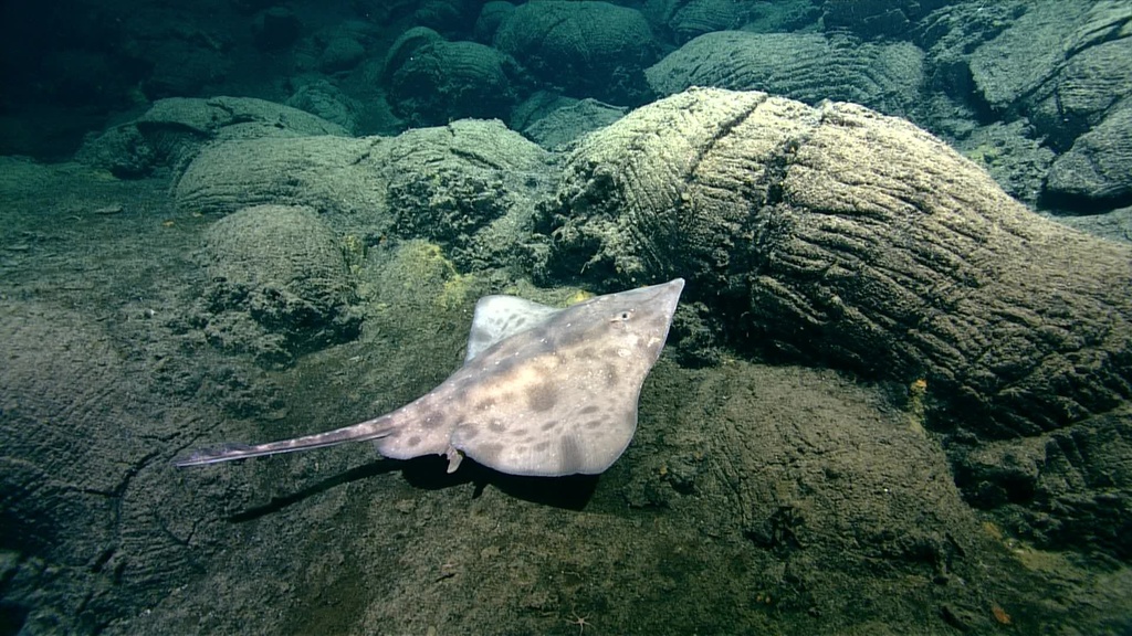 Arctic Skate