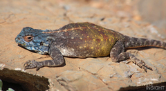 Southern Rock Agama photo 2