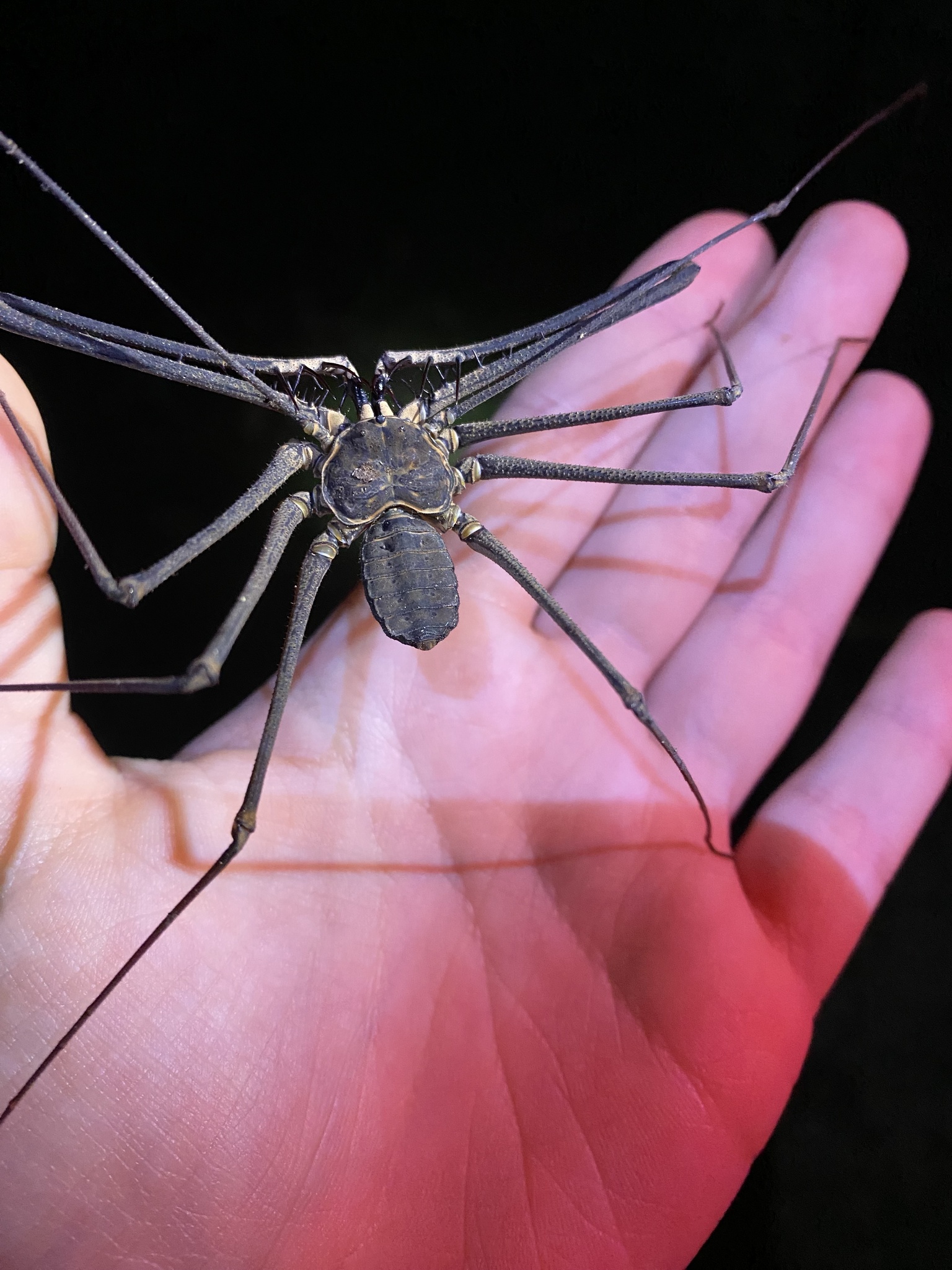 Heterophrynus batesii (Butler, 1873)