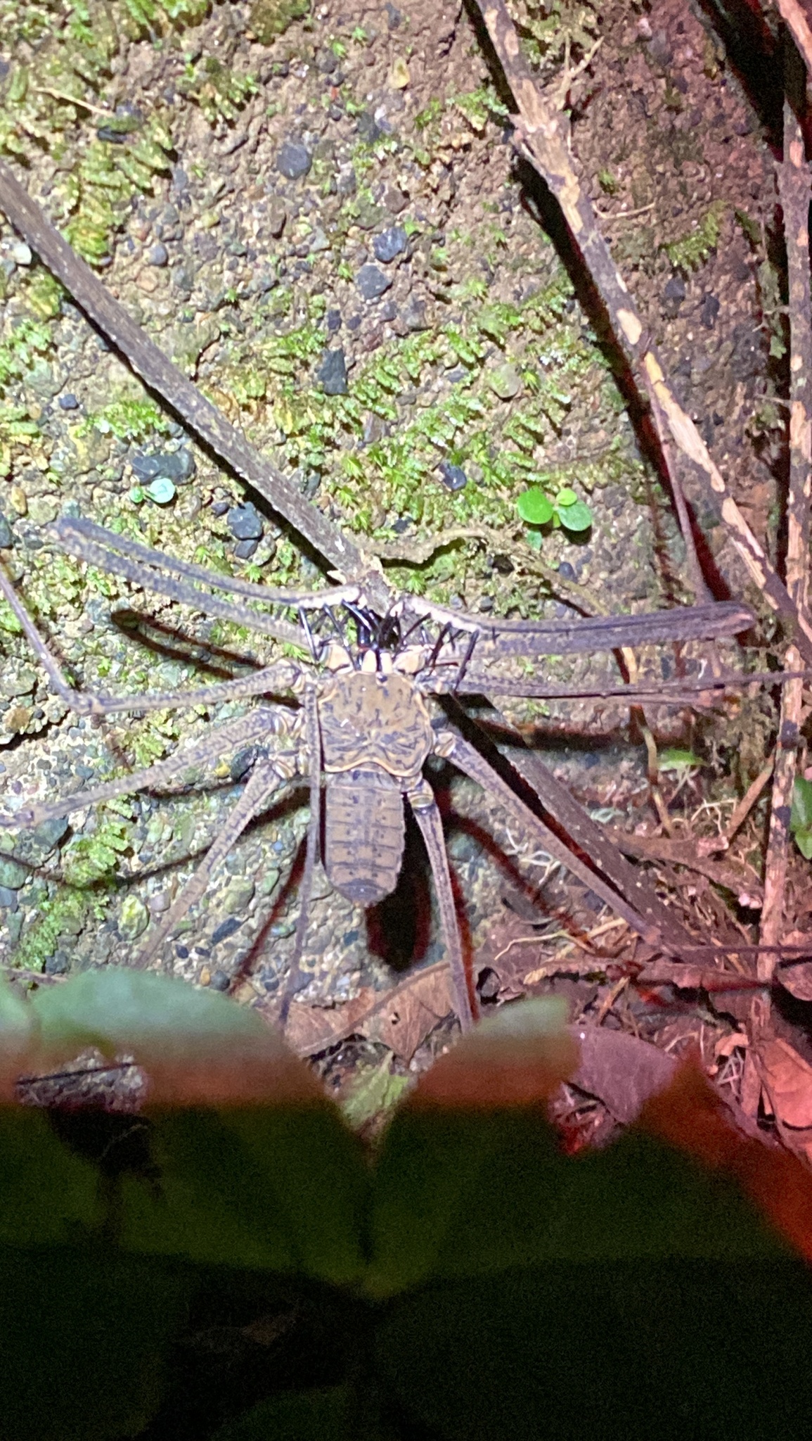 Heterophrynus batesii (Butler, 1873)