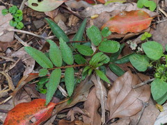 Zanthoxylum ailanthoides ailanthoides