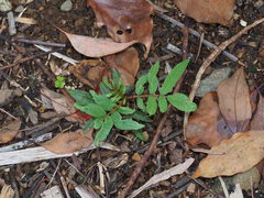 Zanthoxylum ailanthoides ailanthoides