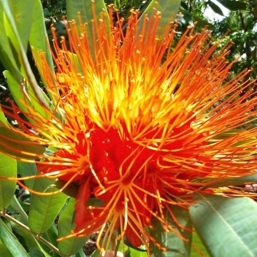 Sibipiruna