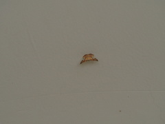 Corymica deducta