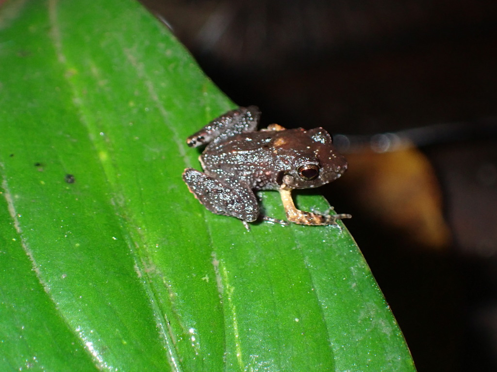 Stejneger's Robber Frog from Provincia de Puntarenas, Puerto Jiménez ...