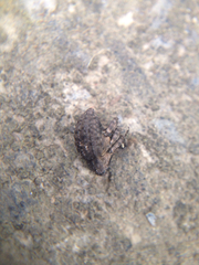 Eubulus