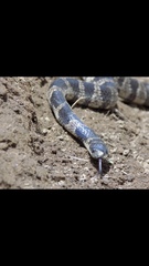 Tropidodipsas fischeri